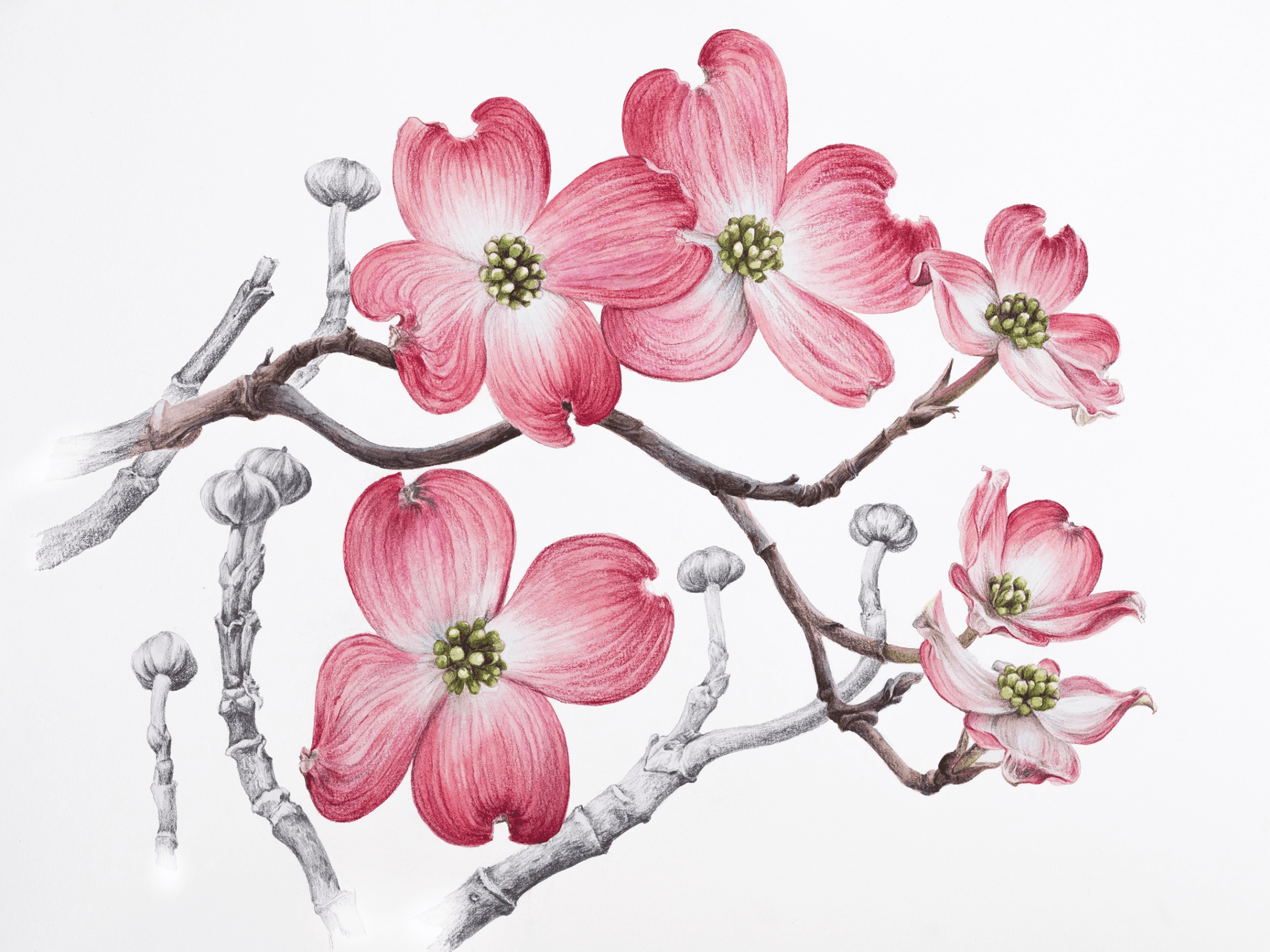 Anastasiia Avramchuk: The Garden of Quiet Resistance exhibition