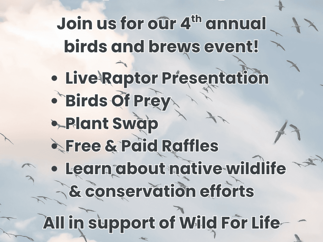 Birds & Brews: Live Raptor Presentation