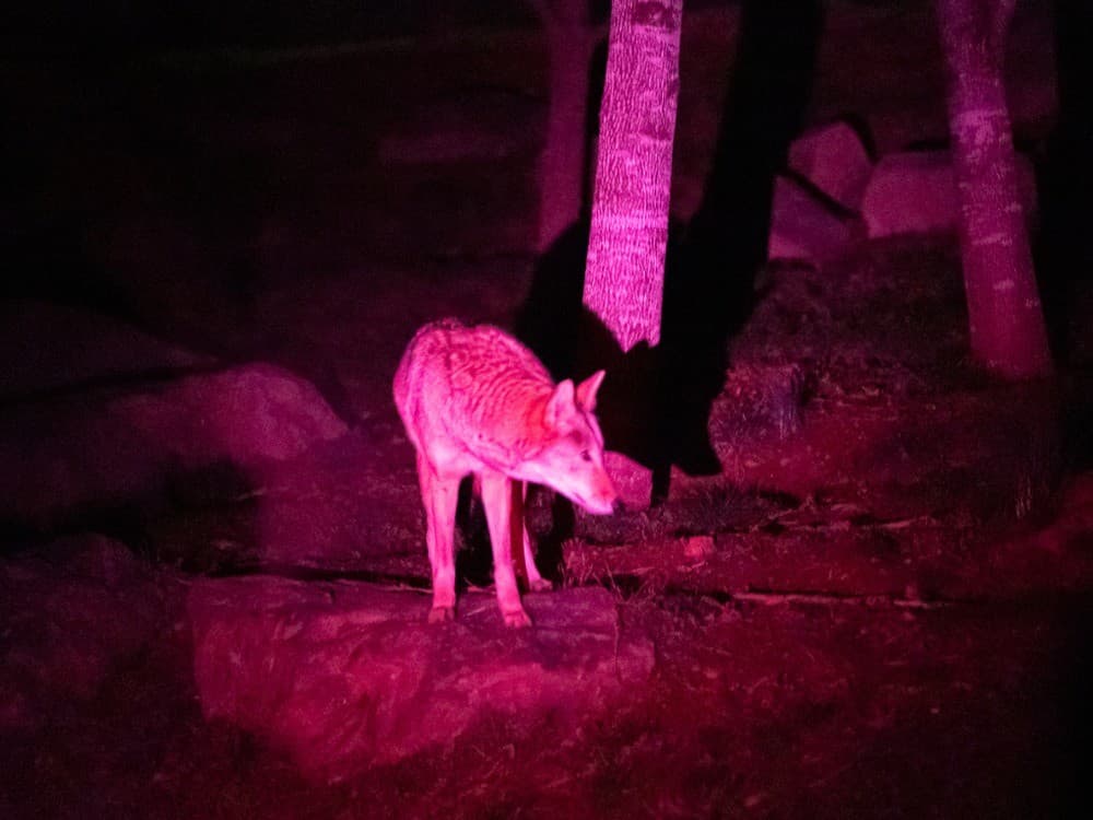 Cold Mountain Wolf Howl
