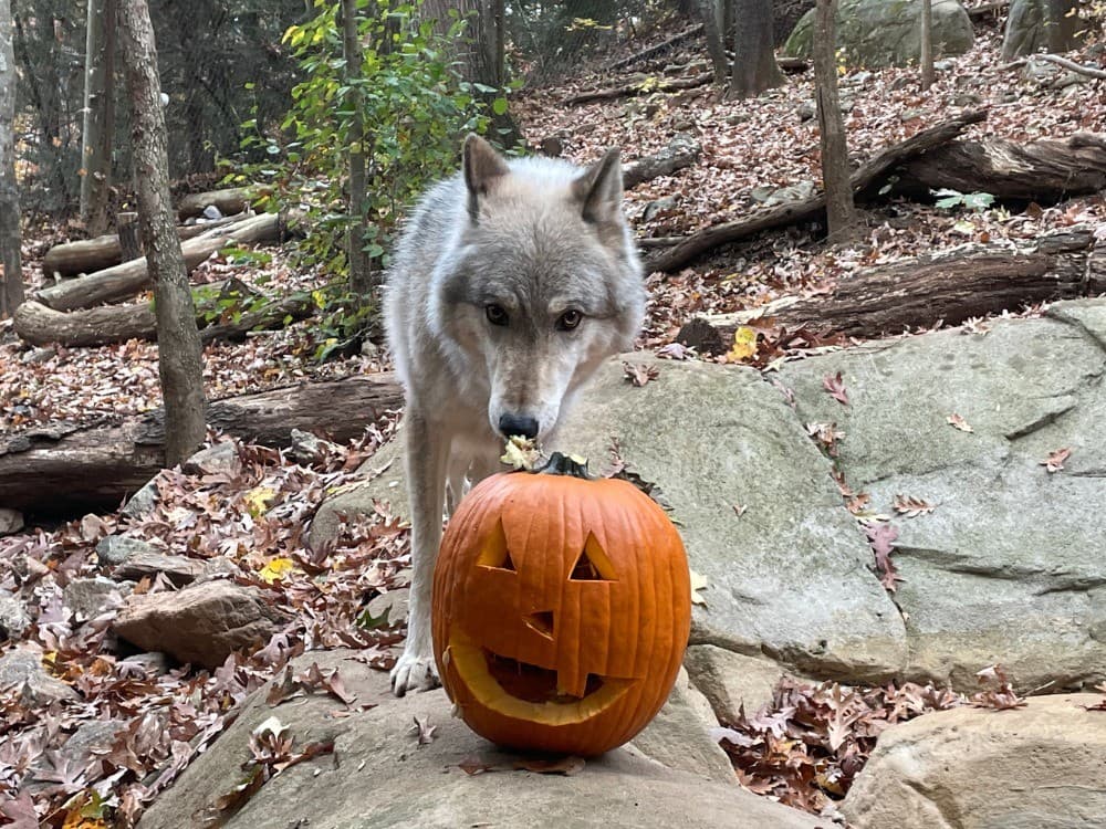 Wolf Howl-O-Ween