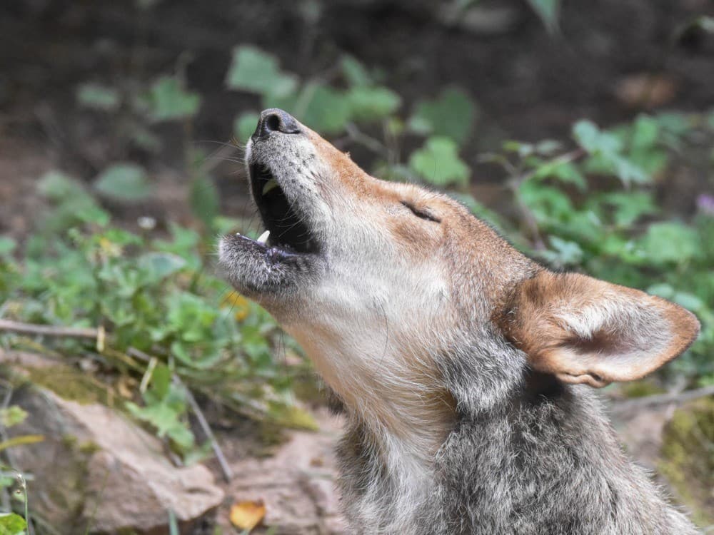 Wolf Howl Tour