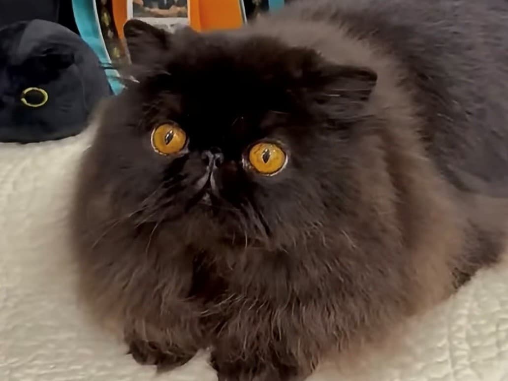 A Purr-fectly Fun Weekend Awaits at the 6th Annual CFA Cat Show!
