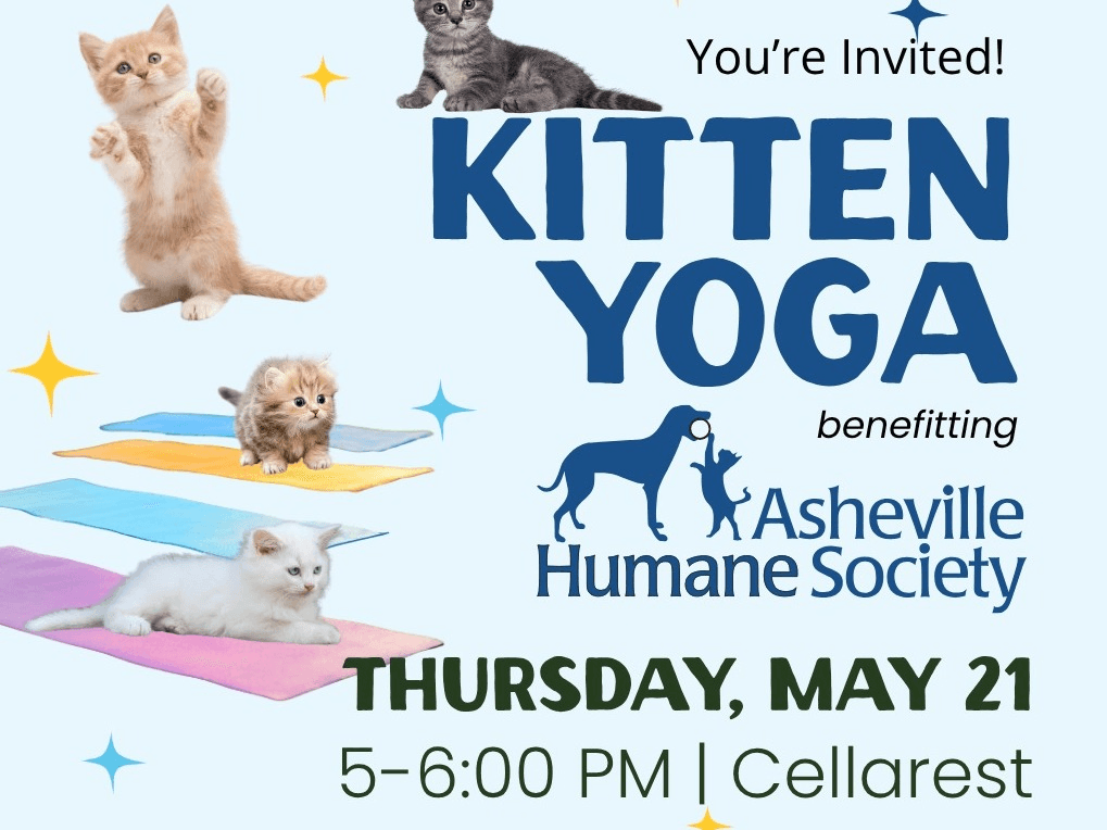 Kitten Yoga with Asheville Humane Society