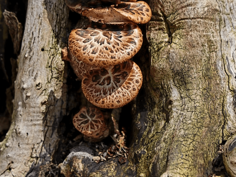 Make Your Own Mushroom Log: Beginner Mushroom Inoculation