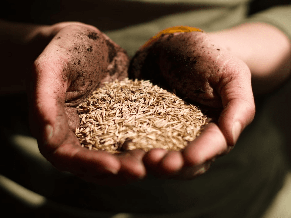 Seed Saving 102: Seed Processing & Storage