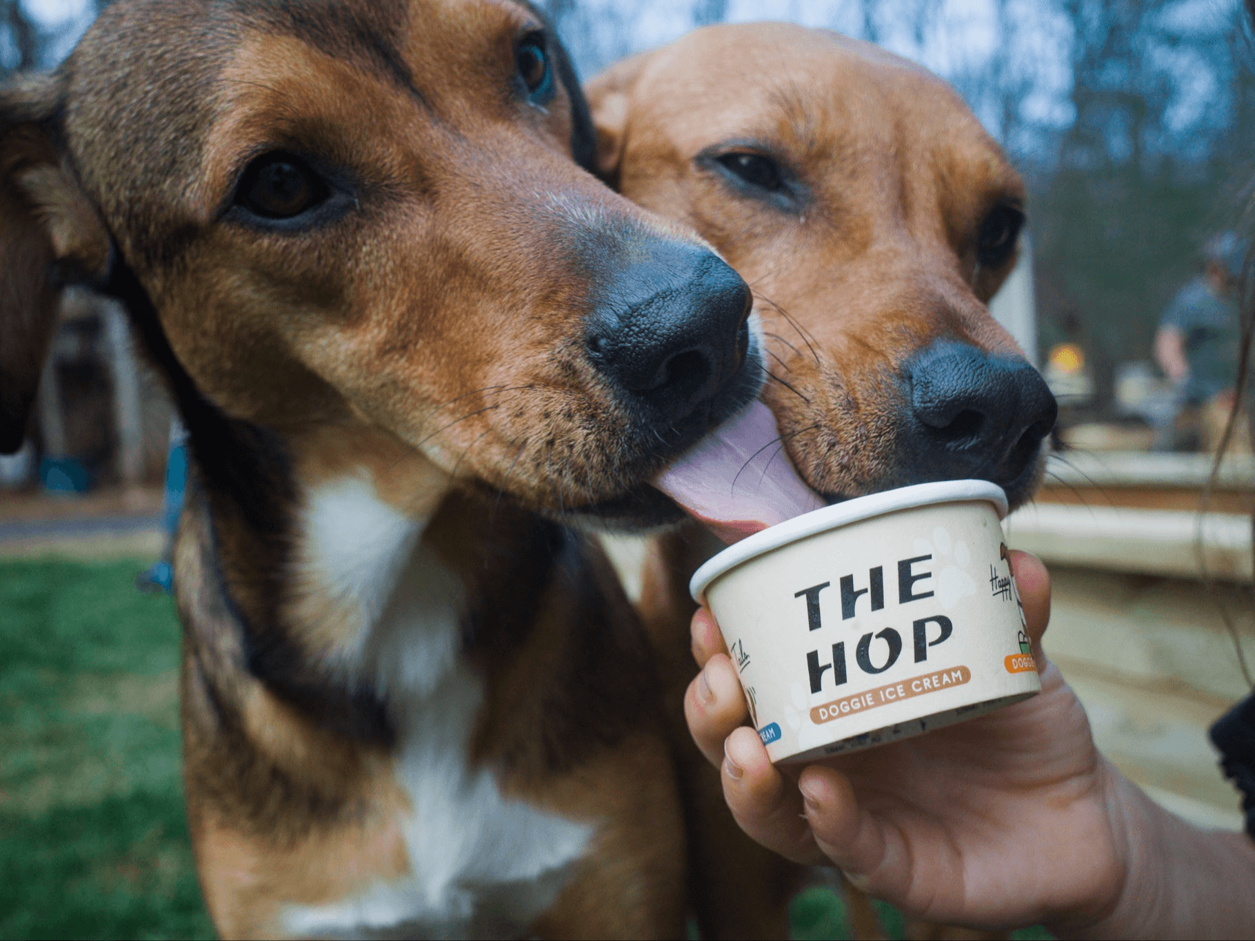 Cherry St Doggie Ice Cream Social (Black Mountain)