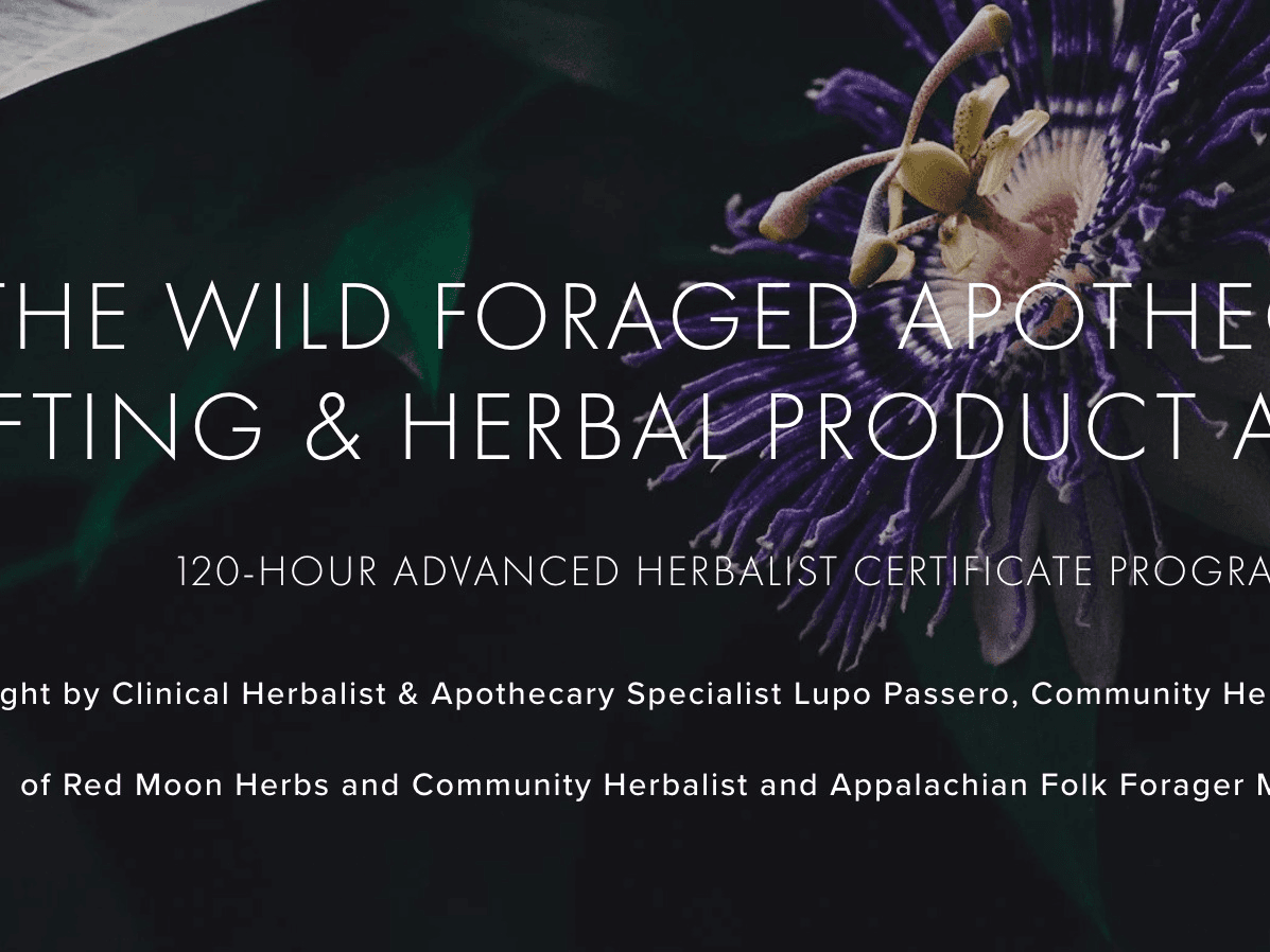 The Wild Foraged Apothecary: A Wildcrafting & Herbal Product Apprenticeship