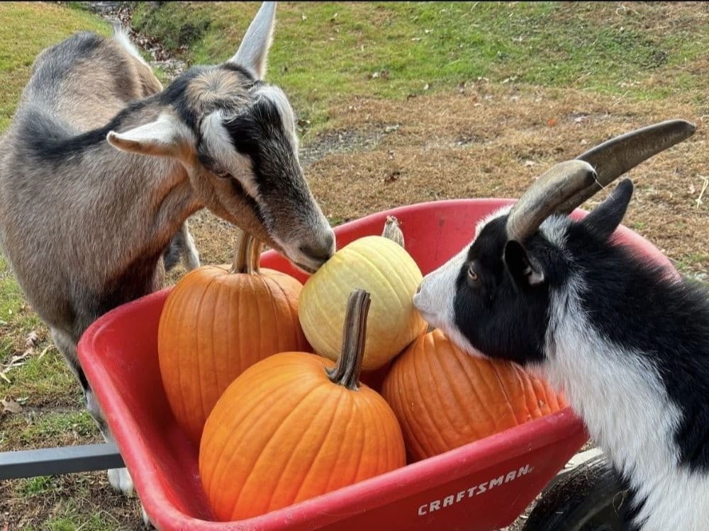 ThanksLiving Vegan Potluck at Animal Haven of Asheville