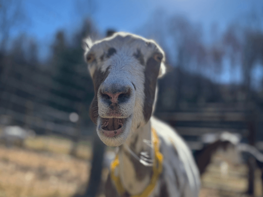 Tour of Round Top Creamery