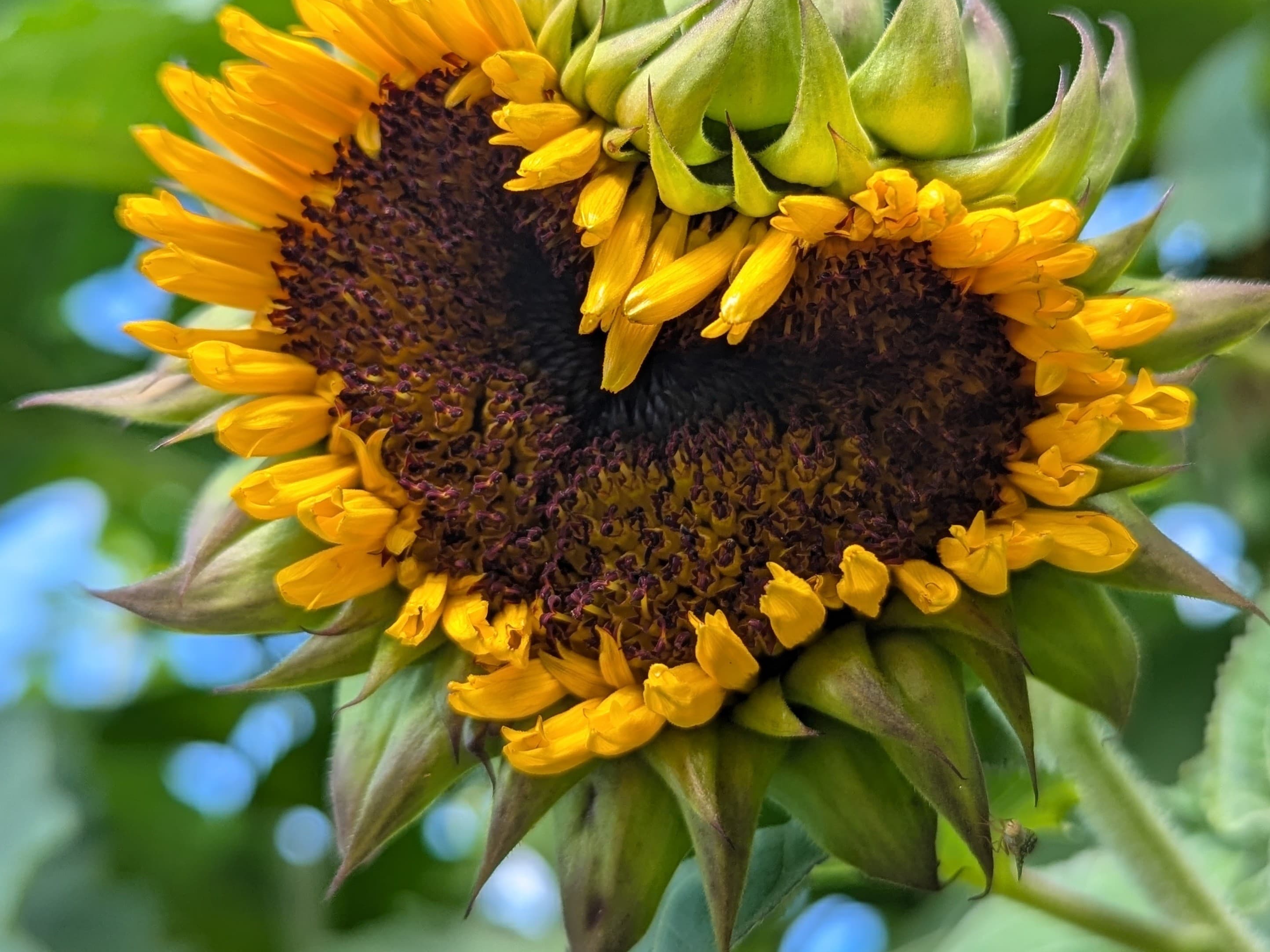 Gather Abundance: Absorb Summer's Sweetness Acupuncture + Sound Healing