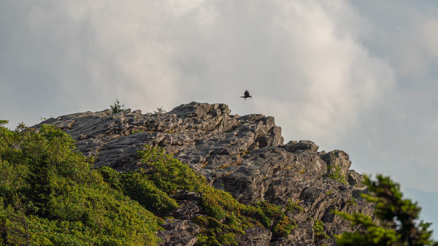 Adult Field Course: Exploring Natural Communities of Grandfather Mountain