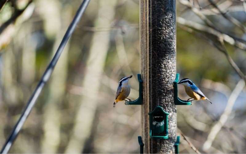 Adult Field Course: The Birds of Grandfather Mountain: The Wonders of Migration