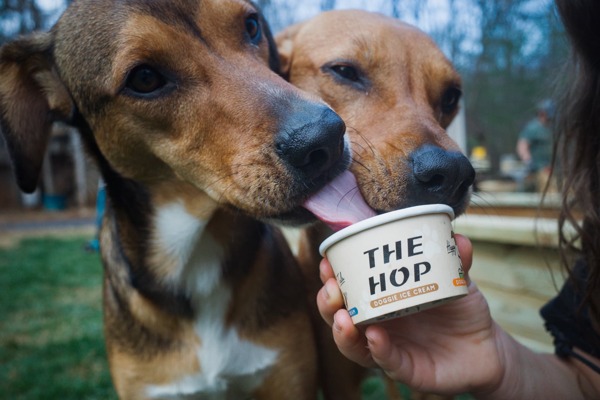 Cherry St Doggie Ice Cream Social (Black Mountain)