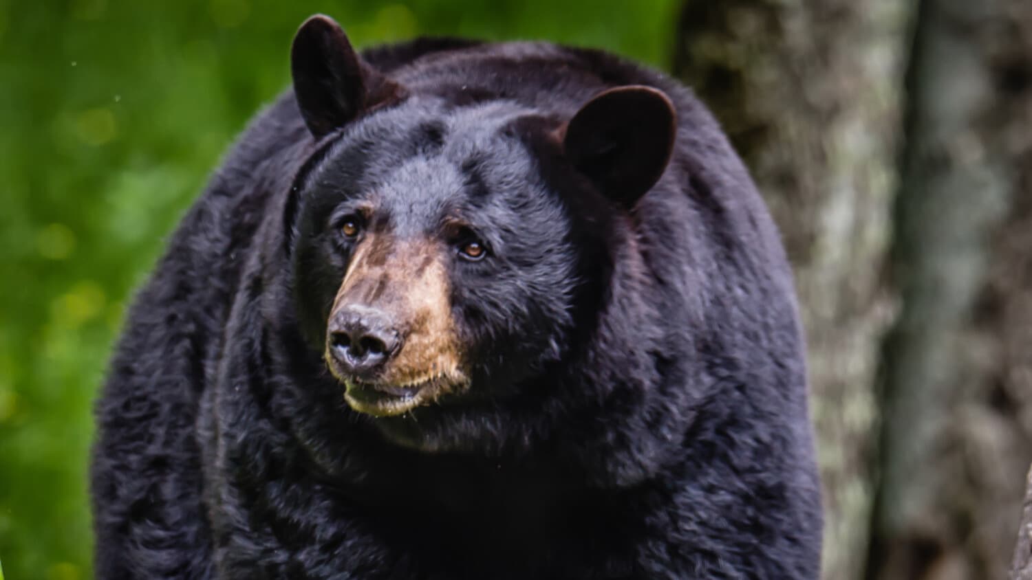Educator Workshop: WILD About Bears